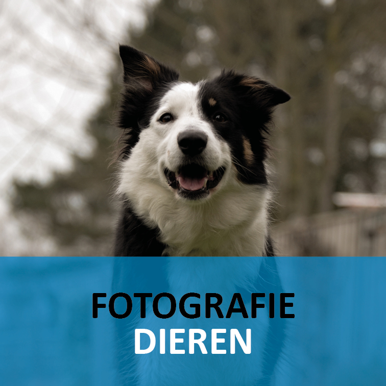 dieren